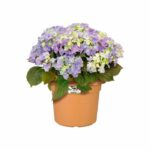 Comprar Basos verdes de la olla de flores redondas - plástico - Ø40 - terracota suave