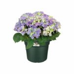 Comprar Jardinera elho green basics cilinder 55 - verde - Ø 54 x h 41 cm - exterior - 100% reciclado