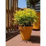 Comprar Jardinera redonda riviera soleilla - plástico - diámetro 60 cm - amarillo