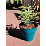 Comprar Jardinera redonda riviera soleilla - plástico - diámetro 60 cm - azul