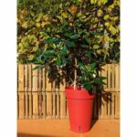 Comprar Jardinera riviera loft haut 53 - rojo