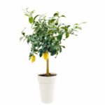 Comprar Jarrón toscano alto eda - Ø 46 x h 65 cm - 67 l - blanco