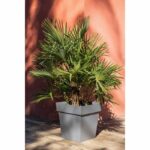 Comprar Maceta cuadrada toscana eda - 50 cm - 87 l - gris antracita