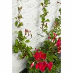 Comprar Metallic trellis nature 6040760 - para plantas trepadoras