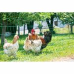 Comprar Red para aves de corral - kerbl - 15 m - 106 cm - doble punta - verde