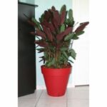 Comprar Jardinera redonda riviera loft - plástico - diámetro 30 cm - rojo