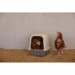 Comprar Caja nido para gallinas - kerbl - 52 x 39 x 39 cm