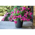 Comprar Eda maceta toscana redonda - Ø 60 x h 47 cm - 76 l - gris antracita