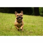 Comprar Repelente de garrapatas y pulgas - tickless pet - pilas - negro