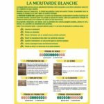 Comprar Fertilizantes verdes - bhs - mostaza blanca 500g | 100 m² | mejora y desinfecta los suelos para una mejor fertilidad.