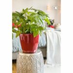 Comprar Jardinera - classico premium ls 21 - kit completo - rojo escarlata brillante - 3 l - lechuza